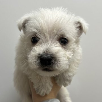 ウエストハイランドホワイトテリア【愛知県・男の子・2024年12月28日・ホワイト】の写真「すくすく成長中🌷」