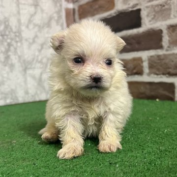 ポメマル(ポメラニアン×マルチーズ)【愛知県・男の子・2025年8月28日・クリーム】の写真「すくすく成長中🧁」