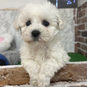 ビションフリーゼ【愛知県・女の子・2024年12月20日・ホワイト】の写真「すくすく成長中🍀」