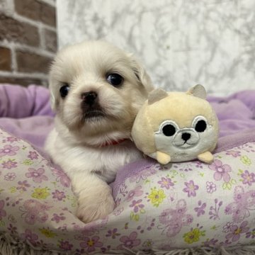ペキニーズ【愛知県・女の子・2025年11月18日・クリーム】の写真「すくすく成長中💝」