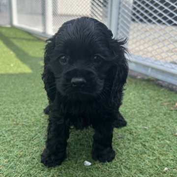 アメリカンコッカースパニエル【愛知県・男の子・2025年2月22日・ブラック】の写真「食欲旺盛元気いっぱい🌱
ナチュラルテール」