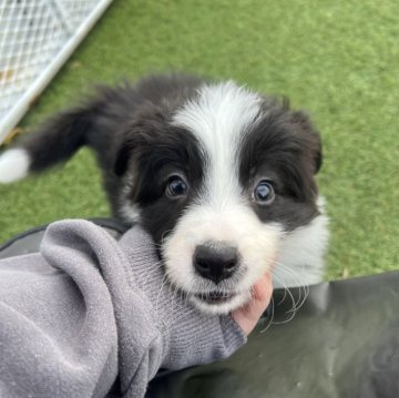 ボーダーコリー【愛知県・男の子・2025年9月15日・ブラック&ホワイト】の写真「すくすく成長中🪐」