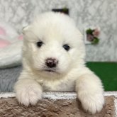 サモエド