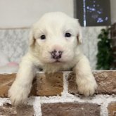 オールドイングリッシュシープドッグ