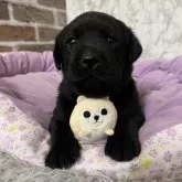 ラブラドールレトリバー【愛知県・女の子・2025年11月16日・ブラック】の写真1