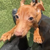 ミニチュアピンシャー