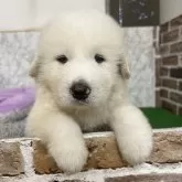 グレートピレニーズ