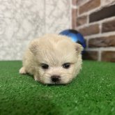 ポメラニアン