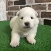 サモエド