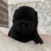 チャウチャウ