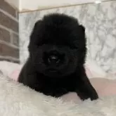 チャウチャウ