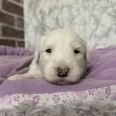 オールドイングリッシュシープドッグ