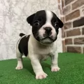 フレンチブルドッグ