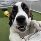 セントバーナード