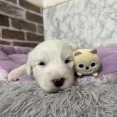 オールドイングリッシュシープドッグ