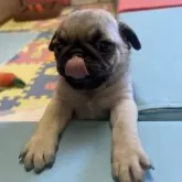 パグ