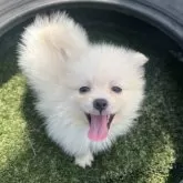 ポメラニアン