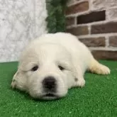 グレートピレニーズ