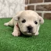 ミックス(ペキニーズ×ビションフリーゼ)【愛知県・男の子・2025年10月11日・ホワイト】の写真1