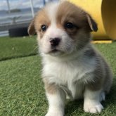 ウェルシュ・コーギー・ペンブローク