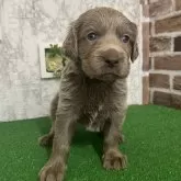 ワイマラナー【愛知県・男の子・2026年1月21日・グレー】の写真1