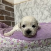 ミックス(ペキニーズ×ビションフリーゼ)