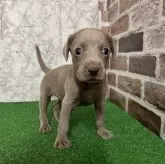 ワイマラナー