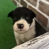 ボーダーコリー