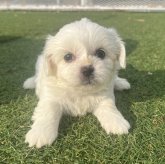 ミックス(ペキニーズ×ビションフリーゼ)