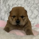 チャウチャウ