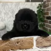 チャウチャウ