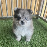 ポメラニアン
