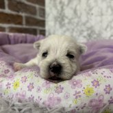 ウエストハイランドホワイトテリア