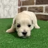 マルチーズ