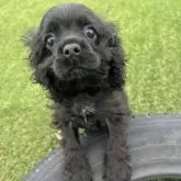 アメリカンコッカースパニエル