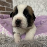 セントバーナード