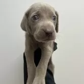 ワイマラナー【愛知県・女の子・2025年7月20日・グレー】の写真1