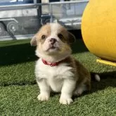 ウェルシュ・コーギー・ペンブローク【愛知県・男の子・2025年10月11日・レッド&ホワイト】の写真1