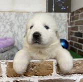 グレートピレニーズ