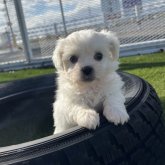 ミックス(ペキニーズ×ビションフリーゼ)