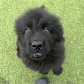 ニューファンドランド