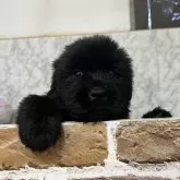 ニューファンドランド