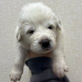 グレートピレニーズ