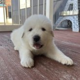 グレートピレニーズ
