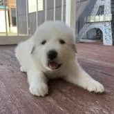 グレートピレニーズ