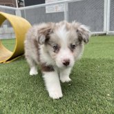 ボーダーコリー