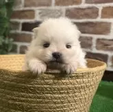 ポメラニアン