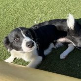 ボーダーコリー