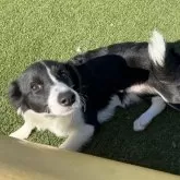 ボーダーコリー