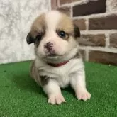 ウェルシュ・コーギー・ペンブローク【愛知県・男の子・2025年10月11日・レッド&ホワイト】の写真1